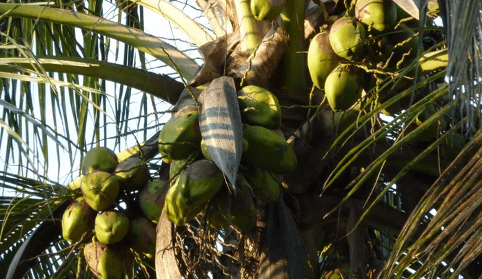 Stromerzeugung mit Kokosnussöl